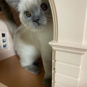 Meet your Posher, Annie